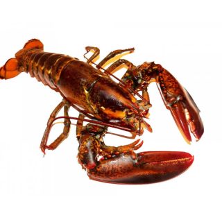 Aragosta