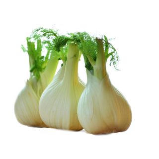 Finocchio