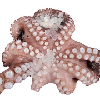 Polpo