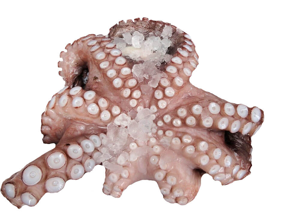 Polpo