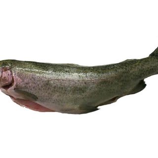 Trota