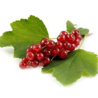 Ribes